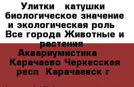 Улитки – катушки: биологическое значение и экологическая роль - Все города Животные и растения » Аквариумистика   . Карачаево-Черкесская респ.,Карачаевск г.